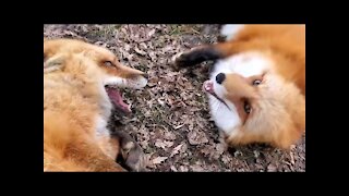 If you've never heard a fox laugh, you’re welcome!