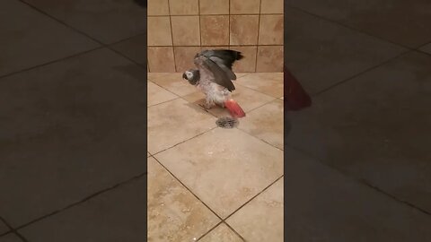 🚿My African Grey Parrot likes to shower like a human! #africangrey #parrots #shorts