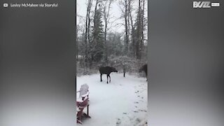 Une famille d'élans joue dans la neige au Canada