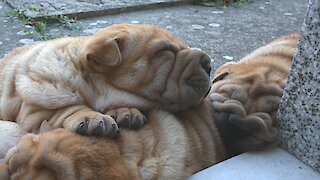 Cute Shar Pei puppies sleeping & snoring