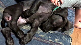 Great Dane puppy has grown to completely cover entire couch