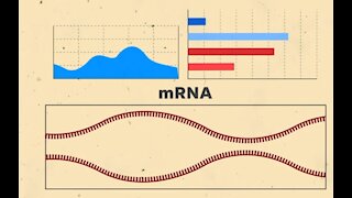 mRNA 疫苗原理