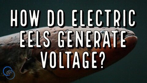 How do Electric Eels generate Voltage? | Interesting Facts | The World of Momus Podcast