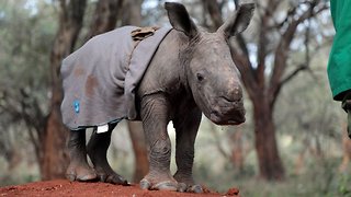 Adorable baby rhino abandoned by mother finds new human family – and learns to charge