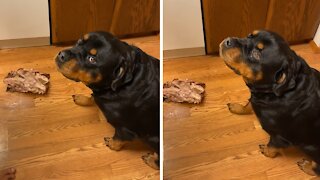 Rottweiler gets scolded for stealing the whole turkey