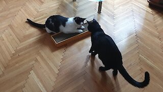 Cats try catnip for the very first time