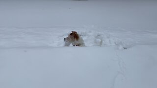 Jack Russell plays in incredibly deep snow