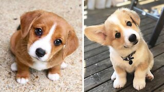 Cute Puppies Compilation 😍 2021