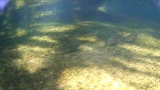 Florida Underwater Adventure