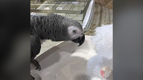 Einstein the Parrot really enjoys playing with ice