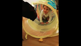 Great Dane fascinated by toddler in play tube