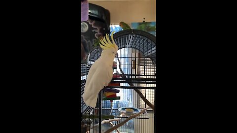 Dancing cockatoo loves to show off his epic moves