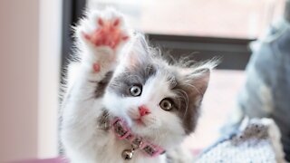 Lovely Cat Videos! Must Watch
