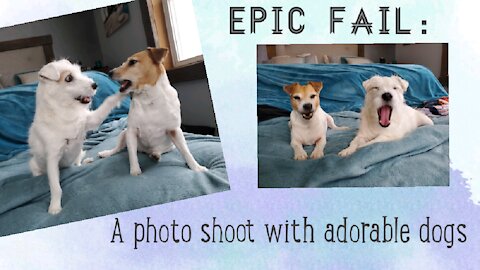 Playful dog photoshoot results in funny epic fail