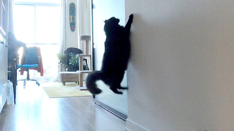 Impatient cat wants owner to open door, does nothing when he opens it