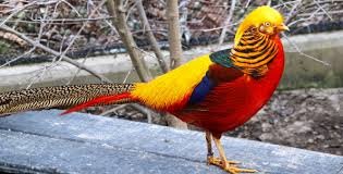 Beautiful Exotic Golden Pheasants and Wading Birds