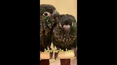 Cute Parrots After Shower