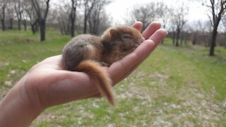 Baby squirrel palytime