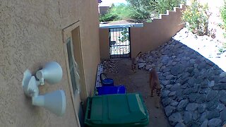 A mountain lion and its child spotted in Catalina Foothills neighborhood