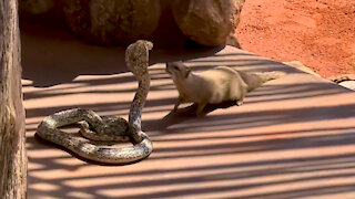 Little Mongoose rescues family from Snake