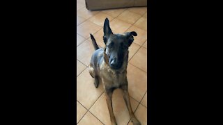 Belgian Malinois loves outside but wants his friends