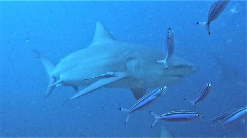 Lucky divers get front row seats for bull shark feeding frenzy