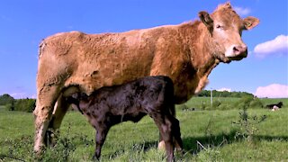 Patient cow nurses calf in beautifully sunny meadow
