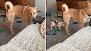 Cat sneak attacks dog and then runs away