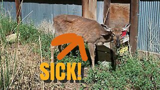 This is chronic wasting disease