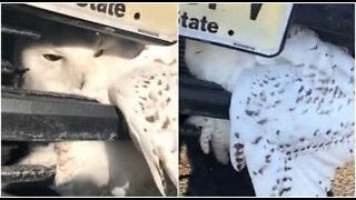 Owl stuck in car bumper gets rescued