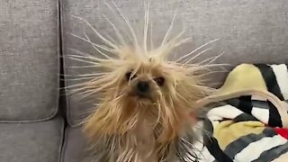 Look ! It's funny ! This cute dog has a awesome hair style 🐶😂