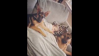 Safest baby ever sleeps with two protective German Shepherds