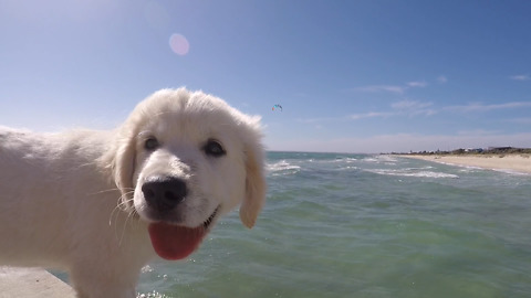 Grinning puppy's amazing day at the beach
