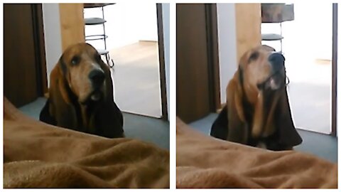 Vocal Basset Hound wants to go for a walk, dad wants to sleep