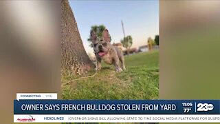 Owner offering $1,000 reward for return French Bulldog