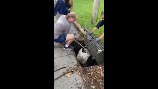 Police officers and wildlife rehabilitators rescue trapped swan from storm drain
