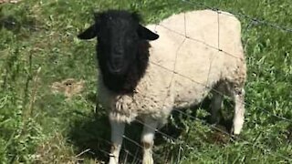 Guy helps sheep trapped in fence