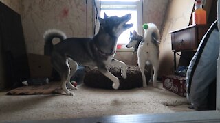 Husky desperately attempts to get friend to play with her