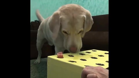 Labrador eats sausage via wack-a-mole game