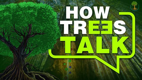 How Trees Talk | Suzanne Simard