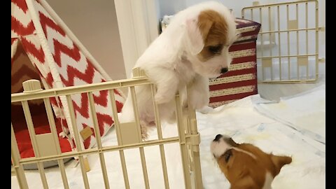 Jack Russell sees puppy escaping from enclosure, pushes her back inside