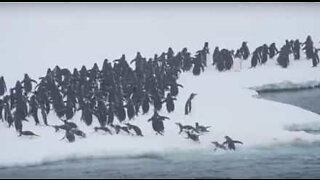 Penguins raid Antarctica iceberg