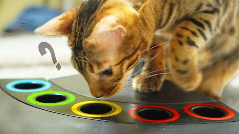 For Cat Simple DIY Puzzle Toy