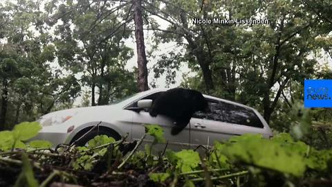 Bear Behind the Wheel Shocks North Carolina Family