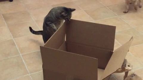 Curious feline simply can't resist cardboard box