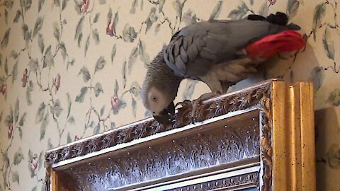 Cultured parrot flies to admire a piece of art