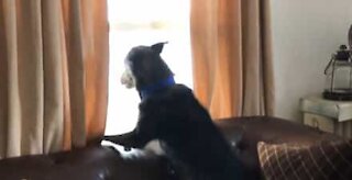 Dog completely loses it when visitors approach