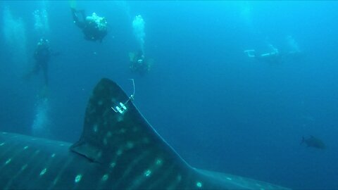 Biologists film whale shark with radio tracking device attached