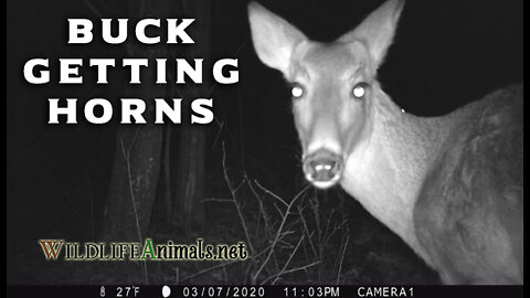 Rough looking Buck just getting Horns by Camera Video Winter Night