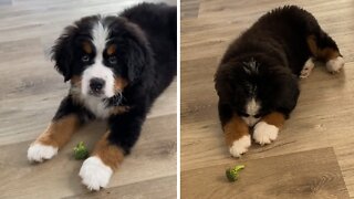Bernese puppy has adorable first encounter with broccoli